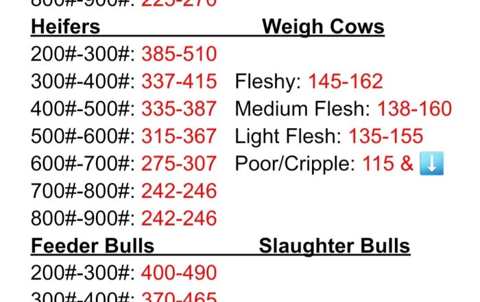 Buffalo Livestock Report for May 17, 2025