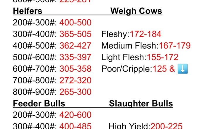 Market Report for August 16 2025